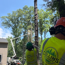 Multiple-Tree-Removals-in-Stevensville-MD 1